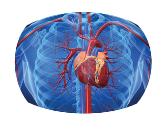 Grafik eines Herzkreislaufs mit Herz Risiken & Nebenwirkungen_rund_800x600.jpg